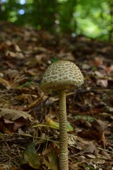 mushroom in the forest