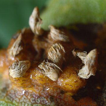 Gall on the leaf - Gymnosporangium sabinae - Rdza Gruszy (Nagoć sawinowa)