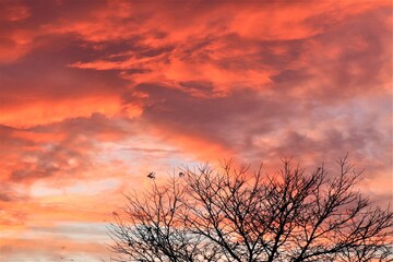 The contours of the tree branches against the background of reddish clouds of the evening sky