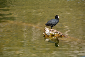 photographs of fauna, lagoon birds, ducks and herons flying and resting on tree branches