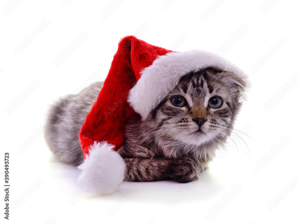 Canvas Prints Kitten in the hat Santa.