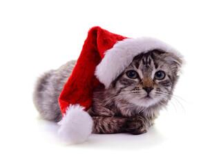 Kitten in the hat Santa.
