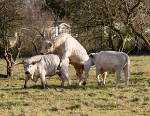 Rare breed. White park cattle mating.