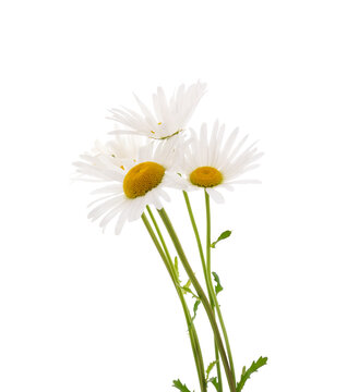 Bouquet of white chamomile.