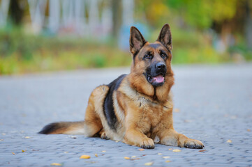 A beautiful German shepherd dog, obedient on the street, performs commands