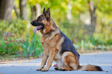 A beautiful German shepherd dog, obedient on the street, performs commands