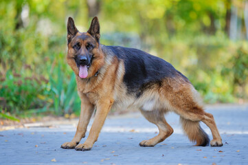 Naklejka na ściany i meble A beautiful German shepherd dog, obedient on the street, performs commands