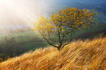 Fototapety  Malownicze jesienne góry z żółtą trawą i drzewem pomarańczowym w Karpatach na Ukrainie. Fotografia krajobrazowa