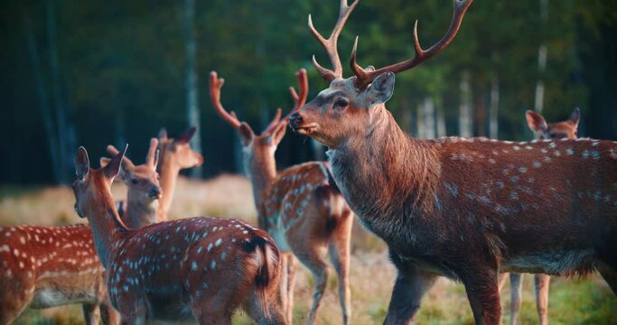Several sika deer feed in the field. Wild animals at the edge of the forest