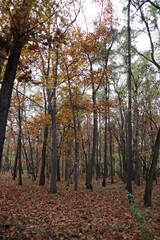 Fototapeta premium Jesienny park, kolorowe drzewa, liście. Przyroda