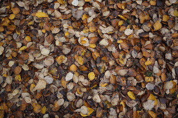 Kolorowe jesienne liście. Park, Natura
