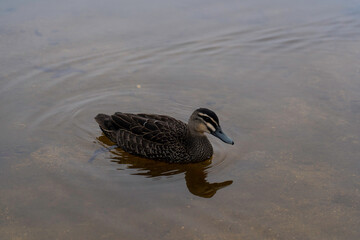 Multi-colored feathers duck in a pond in the park. Wild ducks reflection in the lake. 