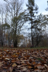 Jesienny park, kolorowe drzewa, liście. Przyroda