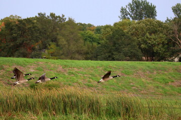 Geese taking flight