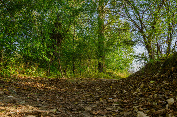 Landscape with autumn forest in the sunny day. Yellow and green forest in the fall season.