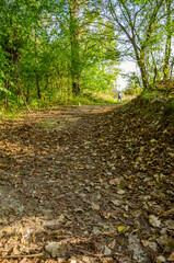 Landscape with autumn forest in the sunny day. Yellow and green forest in the fall season.