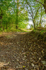 Landscape with autumn forest in the sunny day. Yellow and green forest in the fall season.