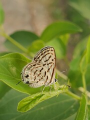 butterfly on leaf