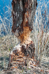 A tree gnawed at by beavers who live in a pond next door, in an underwater house that looks like a pile of brushwood and branches on the surface