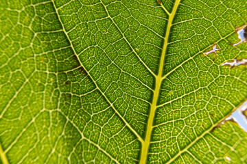 green leaf texture and background