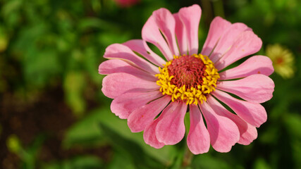 Pink Flower (Zinnia)