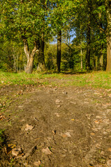 Landscape with autumn forest in the sunny day. Yellow and green forest in the fall season.