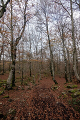 forest in autumn