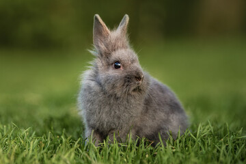 Miniature blue color lionhead breed rabbit sitting on the lawn in summer