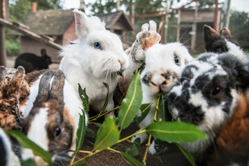 Group of little rabbits eating green leaves. Rabbit feeding.