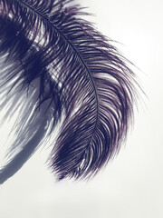 Ostrich feather and shadows on light background