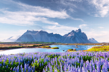 Gorgeous landscape with blooming lupine flowers field near famous Stokksnes mountains on Vestrahorn...