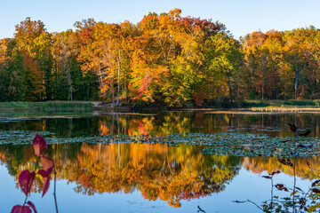 Beautiful golden fall foliage colors of trees in forest in autumn reflected on surface of lake on clear day