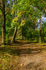 Landscape with autumn forest in the sunny day. Yellow and green forest in the fall season.