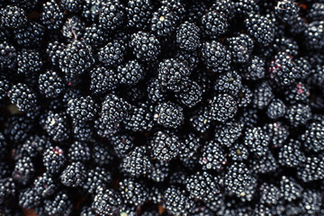 Ripe blackberry in the garden on a sunny day. The autumn harvest.