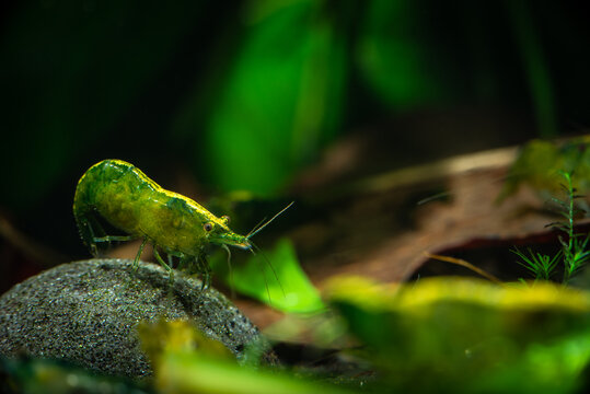 Nice green jade neocaridina shrimp in freshwater aquarium pets