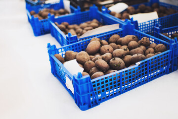 Many blue plastic boxes with potatoes for seeding.
