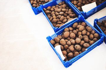 Many blue plastic boxes with potatoes for seeding.
