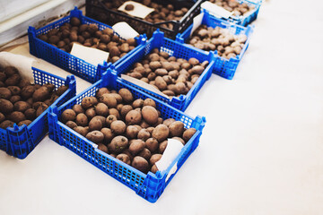 Many blue plastic boxes with potatoes for seeding.
