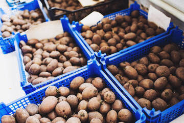 Many blue plastic boxes with potatoes for seeding.
