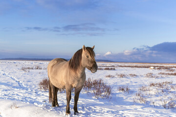 Semi-wild konik polski horse at Engure Lake Nature Park, Latvia on sunny and snowy winter day.  © Julija