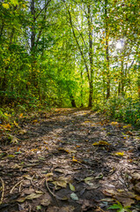 Landscape with autumn forest in the sunny day. Yellow and green forest in the fall season.