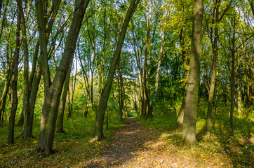 Fototapeta premium Landscape with autumn forest in the sunny day. Yellow and green forest in the fall season.