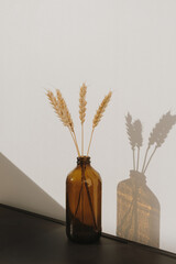 Rye / wheat ear stalks in stylish bottle. Warm shadows on the wall. Silhouette in sun light....