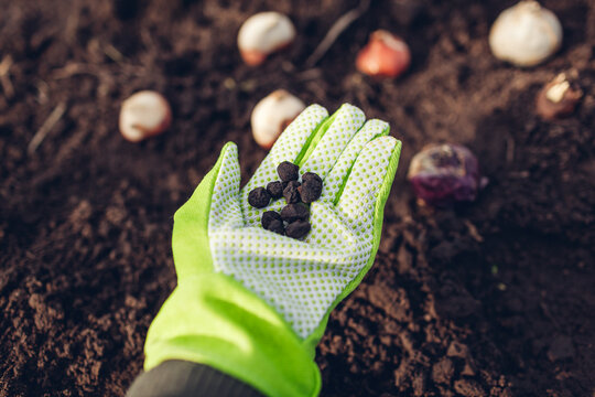 Anemone bulbs fall planting. Woman gardener holding handfull of roots ready to put in soil. Autumn gardening work