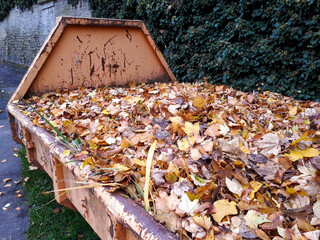 autumn leaves in a container for clean up in the city park
