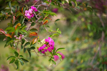 Lagerstroemia speciosa (scientific name Lagerstroemia indica) close-up on a blurry background with copy space.