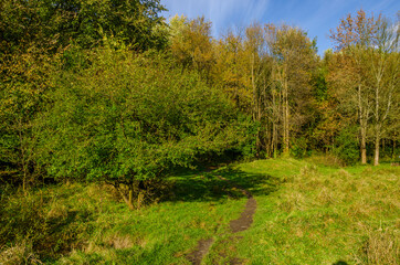 Fototapeta na wymiar Landscape with autumn forest in the sunny day. Yellow and green forest in the fall season.