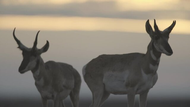 herd of pronghorn running at sunset s-log2