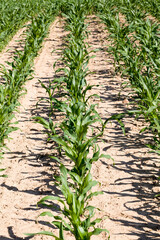 young corn sprouts in the spring season