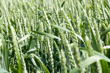 agricultural field where green wheat grows
